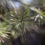 18.04.2020. Kielce. Wiosna w lesie / Wiktor Taszłow / Radio Kielce