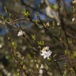 18.04.2020. Kielce. Wiosna w lesie / Wiktor Taszłow / Radio Kielce