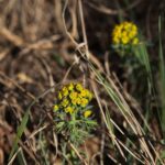 18.04.2020. Kielce. Wiosna w lesie / Wiktor Taszłow / Radio Kielce