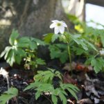 18.04.2020. Kielce. Wiosna w lesie / Wiktor Taszłow / Radio Kielce