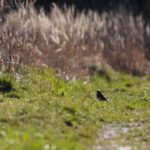 18.04.2020. Kielce. Wiosna w lesie / Wiktor Taszłow / Radio Kielce