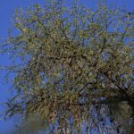 18.04.2020. Kielce. Wiosna w lesie / Wiktor Taszłow / Radio Kielce