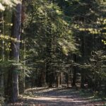 18.04.2020. Kielce. Wiosna w lesie / Wiktor Taszłow / Radio Kielce