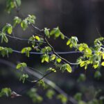 18.04.2020. Kielce. Wiosna w lesie / Wiktor Taszłow / Radio Kielce