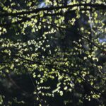 18.04.2020. Kielce. Wiosna w lesie / Wiktor Taszłow / Radio Kielce