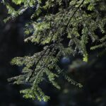 18.04.2020. Kielce. Wiosna w lesie / Wiktor Taszłow / Radio Kielce