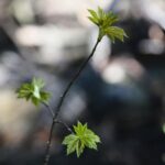 18.04.2020. Kielce. Wiosna w lesie / Wiktor Taszłow / Radio Kielce