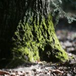 18.04.2020. Kielce. Wiosna w lesie / Wiktor Taszłow / Radio Kielce