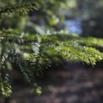 18.04.2020. Kielce. Wiosna w lesie / Wiktor Taszłow / Radio Kielce