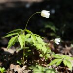 18.04.2020. Kielce. Wiosna w lesie / Wiktor Taszłow / Radio Kielce