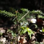 18.04.2020. Kielce. Wiosna w lesie / Wiktor Taszłow / Radio Kielce