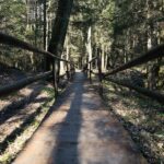 18.04.2020. Kielce. Wiosna w lesie / Wiktor Taszłow / Radio Kielce