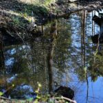 18.04.2020. Kielce. Wiosna w lesie / Wiktor Taszłow / Radio Kielce