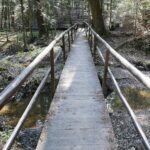 18.04.2020. Kielce. Wiosna w lesie / Wiktor Taszłow / Radio Kielce