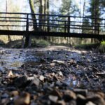 18.04.2020. Kielce. Wiosna w lesie / Wiktor Taszłow / Radio Kielce