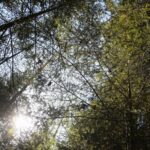 18.04.2020. Kielce. Wiosna w lesie / Wiktor Taszłow / Radio Kielce