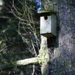 18.04.2020. Kielce. Wiosna w lesie / Wiktor Taszłow / Radio Kielce