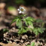 18.04.2020. Kielce. Wiosna w lesie / Wiktor Taszłow / Radio Kielce