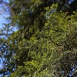 18.04.2020. Kielce. Wiosna w lesie / Wiktor Taszłow / Radio Kielce