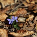 18.04.2020. Kielce. Wiosna w lesie / Wiktor Taszłow / Radio Kielce