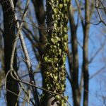 18.04.2020. Kielce. Wiosna w lesie / Wiktor Taszłow / Radio Kielce