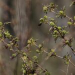 18.04.2020. Kielce. Wiosna w lesie / Wiktor Taszłow / Radio Kielce