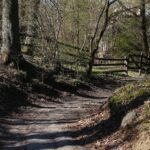 18.04.2020. Kielce. Wiosna w lesie / Wiktor Taszłow / Radio Kielce