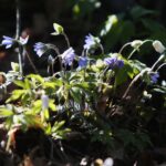 18.04.2020. Kielce. Wiosna w lesie / Wiktor Taszłow / Radio Kielce