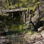 18.04.2020. Kielce. Wiosna w lesie / Wiktor Taszłow / Radio Kielce