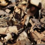 18.04.2020. Kielce. Wiosna w lesie / Wiktor Taszłow / Radio Kielce