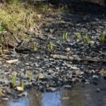 18.04.2020. Kielce. Wiosna w lesie / Wiktor Taszłow / Radio Kielce