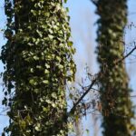 18.04.2020. Kielce. Wiosna w lesie / Wiktor Taszłow / Radio Kielce