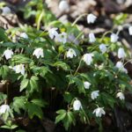 18.04.2020. Kielce. Wiosna w lesie / Wiktor Taszłow / Radio Kielce