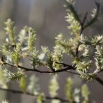 18.04.2020. Kielce. Wiosna w lesie / Wiktor Taszłow / Radio Kielce
