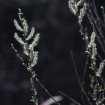 18.04.2020. Kielce. Wiosna w lesie / Wiktor Taszłow / Radio Kielce