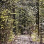 18.04.2020. Kielce. Wiosna w lesie / Wiktor Taszłow / Radio Kielce