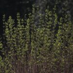 18.04.2020. Kielce. Wiosna w lesie / Wiktor Taszłow / Radio Kielce