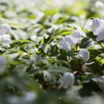 18.04.2020. Kielce. Wiosna w lesie / Wiktor Taszłow / Radio Kielce