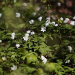 18.04.2020. Kielce. Wiosna w lesie / Wiktor Taszłow / Radio Kielce