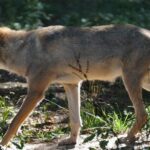 Wilki w województwie świętokrzyskim / Jacek Major