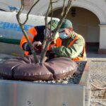 21.01.2020 Kielce. Treegator przy drzewie na Rynku / UM Kielce