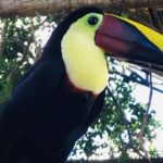 Kostaryka / Majka Szura