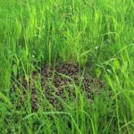 19.05.2020 Sandomierz. Rój pszczół na wzgórzu zamkowym / Muzeum Okręgowe w Sandomierzu