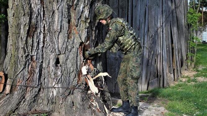 Saperzy zabezpieczyli pocisk artyleryjski, który tkwił w drzewie / Picasa / 31. Patrol Saperski CPdMZ