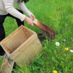19.05.2020 Sandomierz. Rój pszczół na wzgórzu zamkowym / Muzeum Okręgowe w Sandomierzu