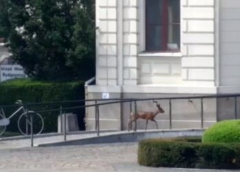 Straż Miejska