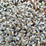 19.05.2020 Sandomierz. Rój pszczół na wzgórzu zamkowym / Muzeum Okręgowe w Sandomierzu