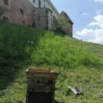 19.05.2020 Sandomierz. Rój pszczół na wzgórzu zamkowym / Muzeum Okręgowe w Sandomierzu