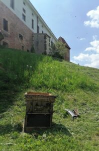 19.05.2020 Sandomierz. Rój pszczół na wzgórzu zamkowym / Muzeum Okręgowe w Sandomierzu