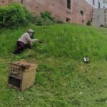 19.05.2020 Sandomierz. Rój pszczół na wzgórzu zamkowym / Muzeum Okręgowe w Sandomierzu